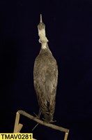 白頭鶴藏品圖，第8張